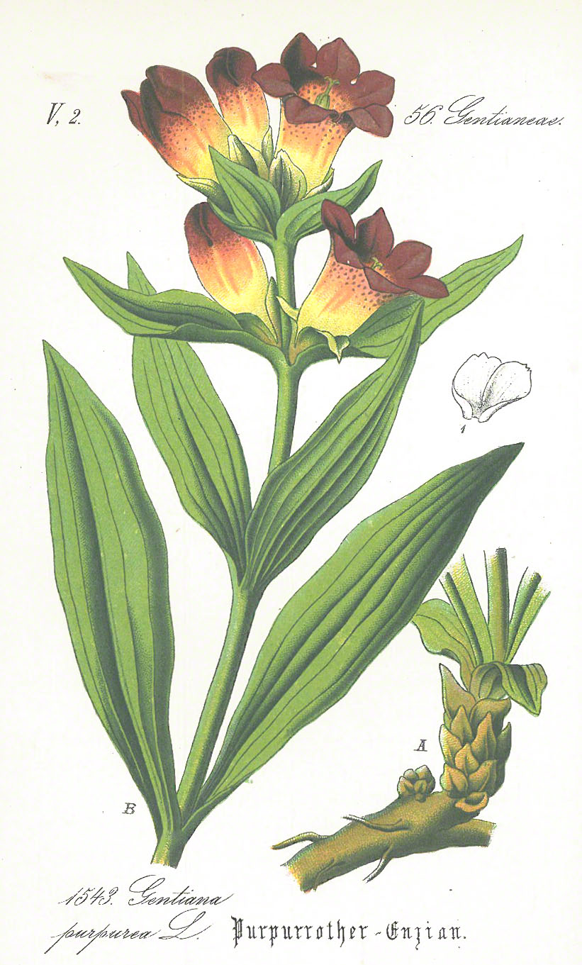 Purpurroter Enzian